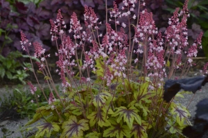 Heucherella 'Eye Spy' 